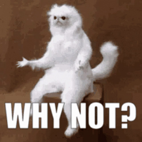 Why Not Confused White Monkey Funny Face GIF