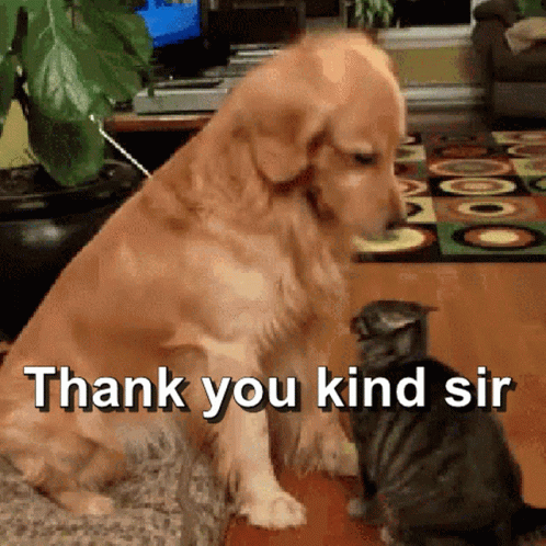Why Thank You Kind Sir Dog Cat GIF