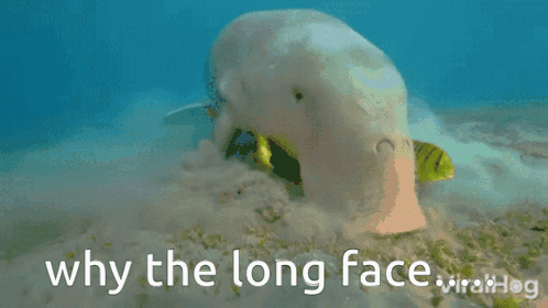 Why The Long Face Manatee GIF