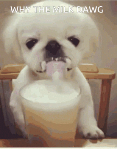 Why The Milk Dawg Gif - Why The Milk Dawg Gifs GIF