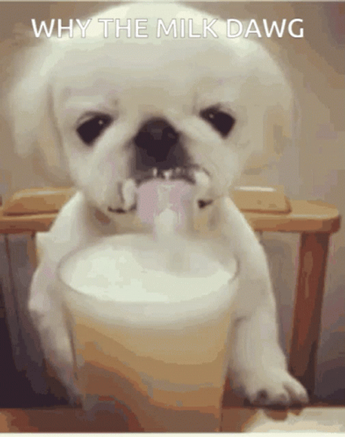 Why The Milk Dawg GIF