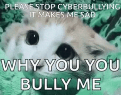Why You Bully Me Pity Kitten GIF