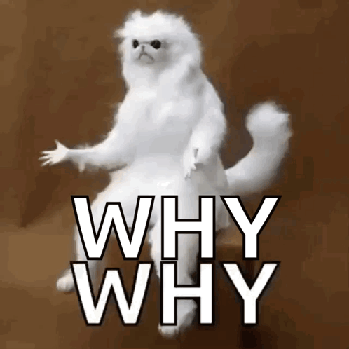 Whyyy White Persian Cat GIF