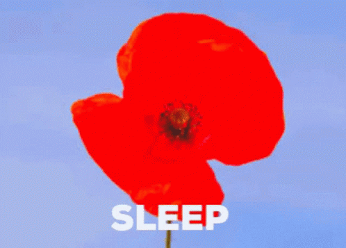 Wicked Witch Melting Red Flower Potion GIF