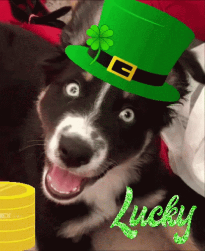 Wide Eyed Dog Wink Irish Items Lucky GIF
