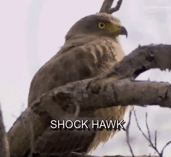 Wide Eyed Shock Hawk GIF