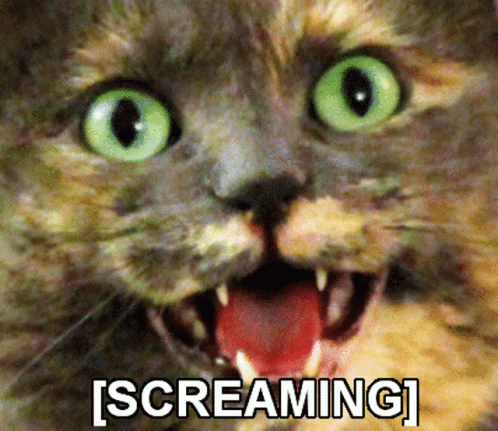 Wide Eyes Brown Screaming Cat Meme GIF