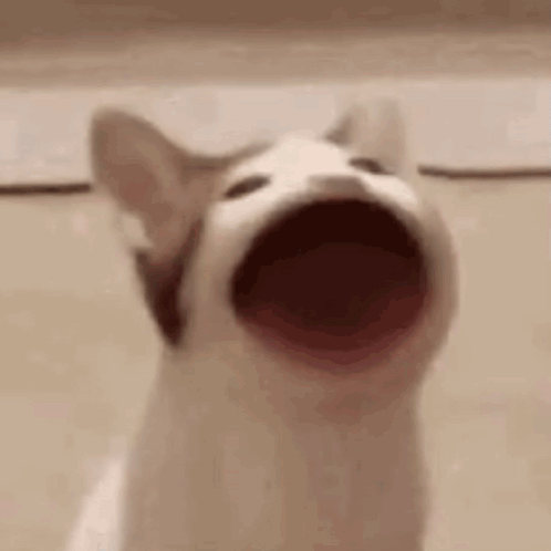 Wide Mouth El Gato Meme GIF