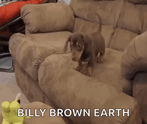 Wiener Dog Billy Brown Earth GIF