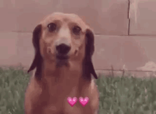 Wiener Dog Cute Stare GIF