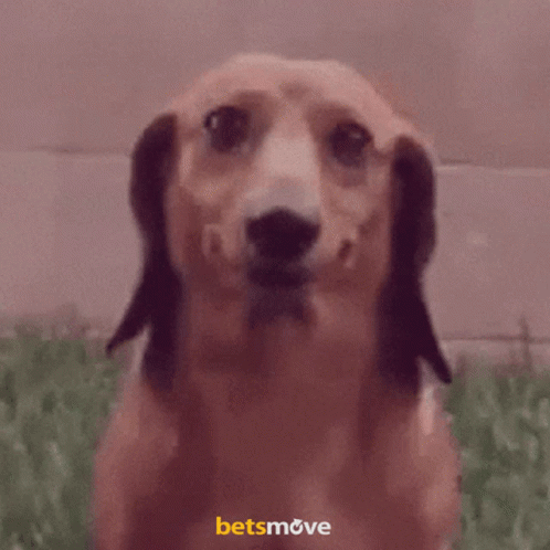 Wiener Dog No Smile GIF