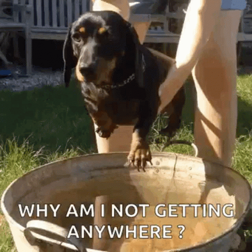 Wiener Dog Why I'm Not Getting Anywhere GIF