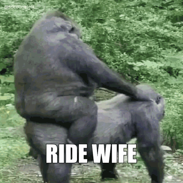 Wife Cycle Relationships Of Gorillas GIF