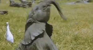 Baby Elephant Wiggle GIF