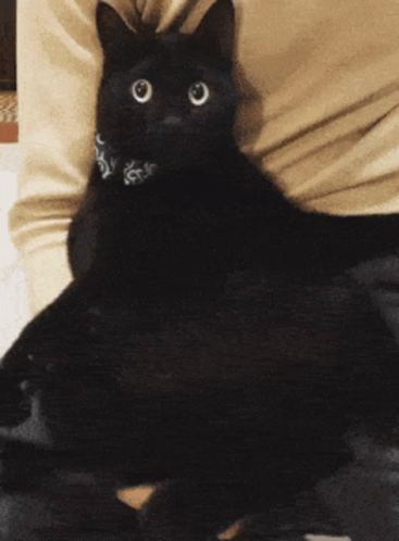 Black Cat Wiggle GIF
