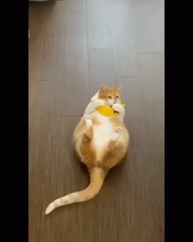 Wiggling And Hugging Banana Cat Meme GIF