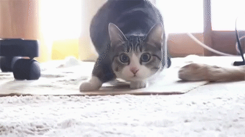 Wiggling Cat Dancing Meme GIF