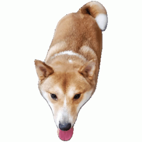 Wiggling Dancing Doge GIF