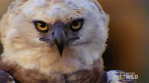 Wild 498 X 280 Gif GIF