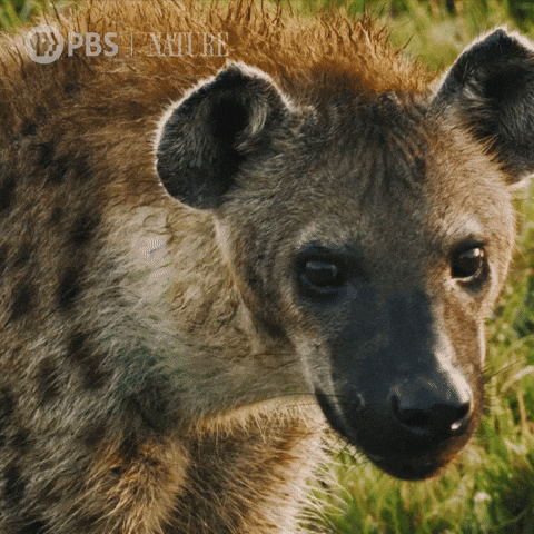Wild African Hyena GIF