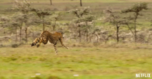 Wild Animals Cheetah Running Faster GIF