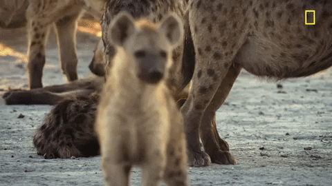 Wild Baby Hyena GIF