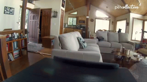 Wild Bear Sneaking In House GIF