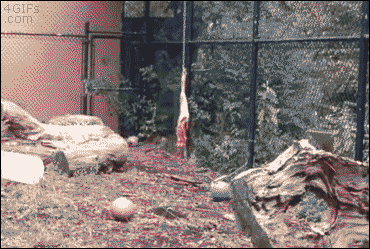 Wild Cats Fighting Food GIF