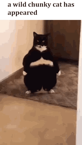 Wild Chunky Cat Standing on Hind Legs