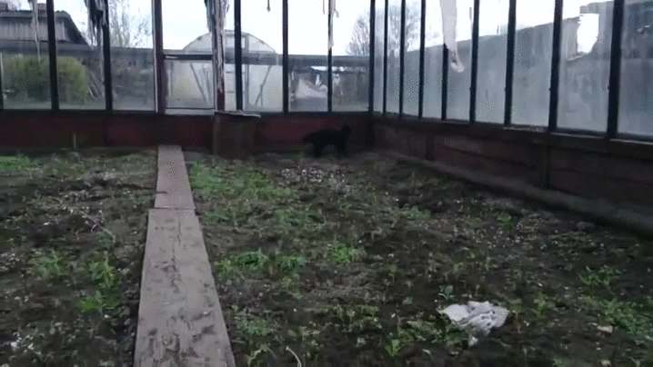 Wild Crazy Cat Breaking Glass GIF