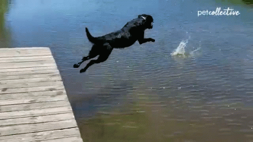 Wild Crazy Dogpool Jumping GIF