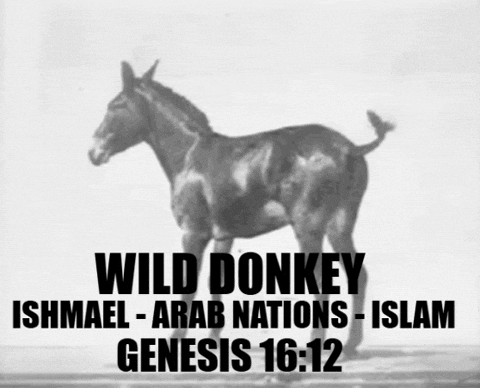 Wild Donkey