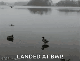 Wild Duck On Ice Landed GIF
