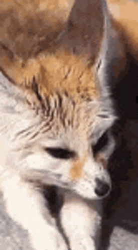 Wild Fennec Fox Licking Mouth GIF