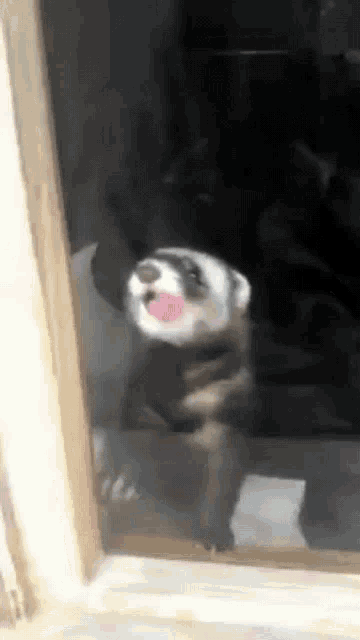 Wild Ferret Licking Winding GIF