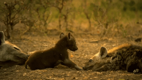 Wild Hyena Family GIF