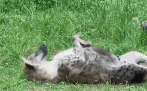 Wild Hyena Goofy GIF