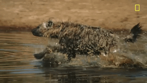 Wild Hyena Running In The Water GIF