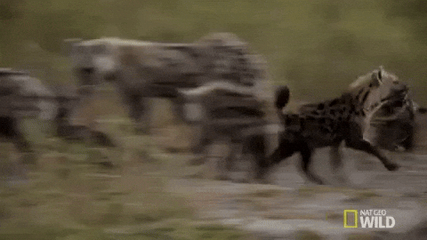 Wild Hyena Scavenger GIF