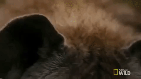Wild Hyena Stares GIF