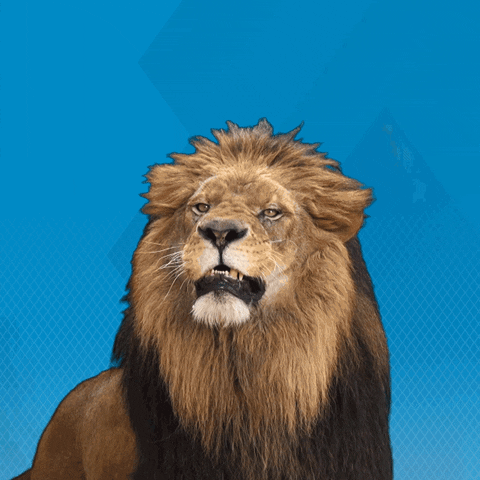 Wild Lion Roar GIF