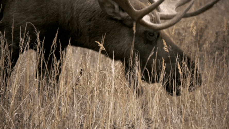 Wild Moose Howling GIF