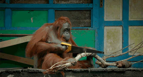 Wild Orangutan Use Saw While Cutting Wood GIF
