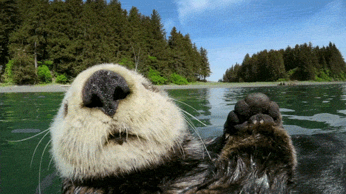 Wild Otter Floating In Water GIF