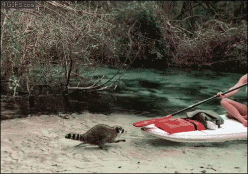 Wild Racoon Attack GIF