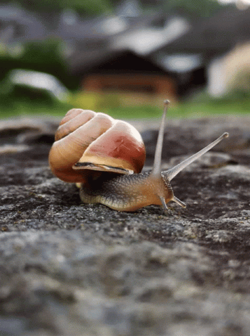 Wild Snail Searching Food Gif Gifdb Com