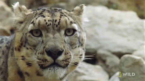 Wild Snow Leopard Licking GIF