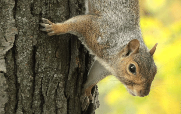 Wild Squirrel In The Tree GIF