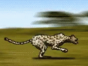 Wild Sticker Cheetah Running GIF