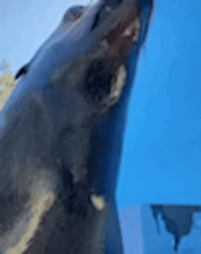 Wild Things Naughty Seal GIF